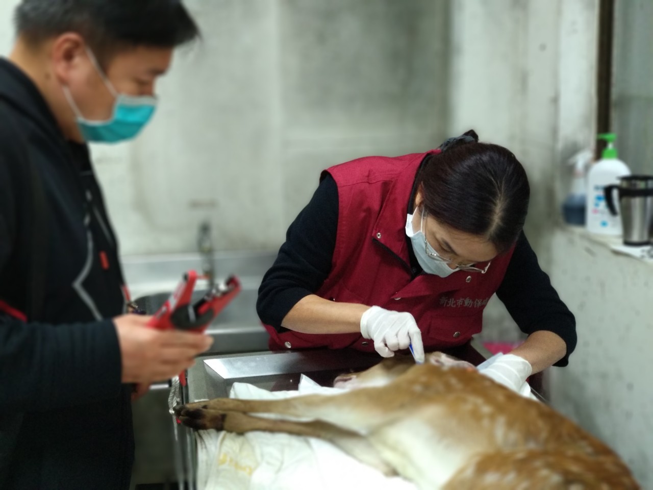 新北市動保處獸醫執行牛結核菌皮內接種檢測。 圖:新北市動保處提供 新北市動保處獸醫執行牛結核菌皮內接種檢測。 圖:新北市動保處提供