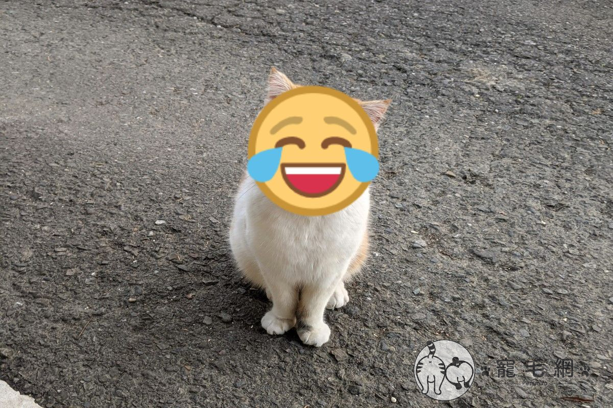 橘白貓經常「臉歐歐」　飼主揭驚人真相網笑瘋：想當黑手？