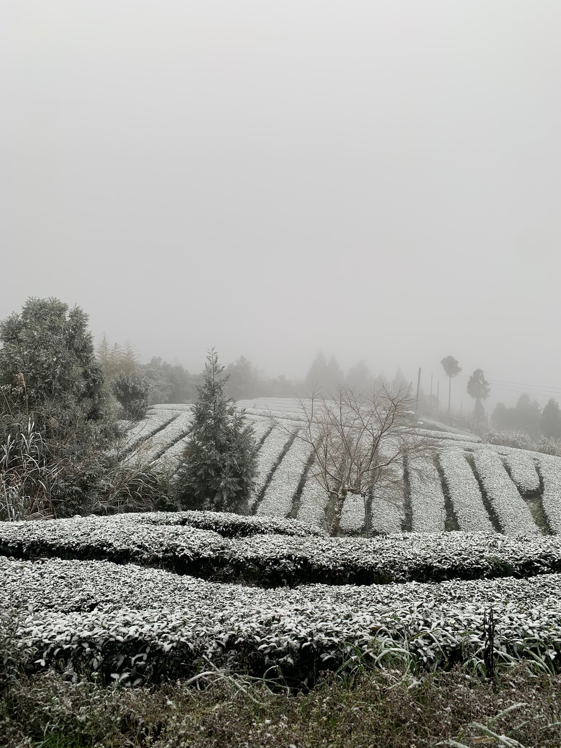 桃園復興嘎拉賀雪景。 圖:林務局/提供 桃園復興嘎拉賀雪景。 圖:林務局/提供