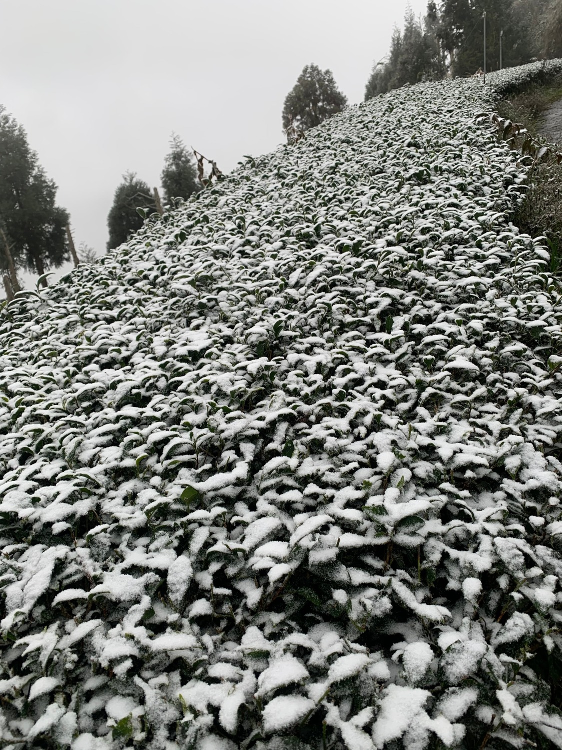 桃園復興嘎拉賀雪景。 圖:林務局/提供 桃園復興嘎拉賀雪景。 圖:林務局/提供