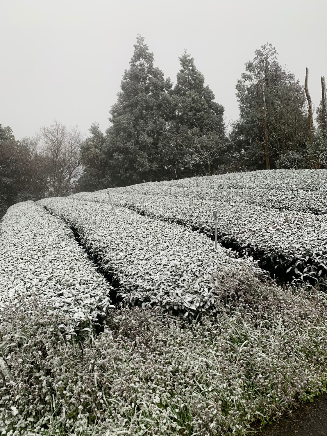 桃園復興嘎拉賀雪景。 圖:林務局/提供 桃園復興嘎拉賀雪景。 圖:林務局/提供
