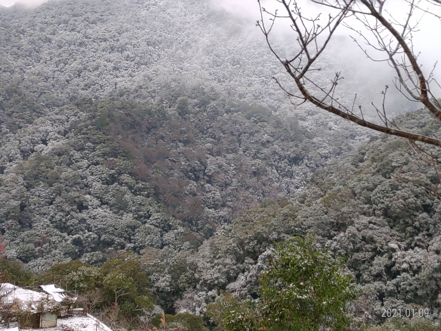 拉拉山今(9)早雪況。 圖:桃園市觀旅局/提供 拉拉山今(9)早雪況。 圖:桃園市觀旅局/提供