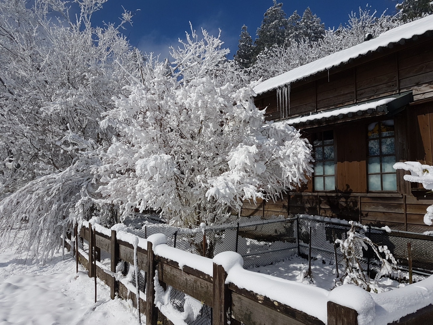 太平山雪景。 圖:翻攝自太平山國家森林遊樂園臉書 太平山雪景。 圖:翻攝自太平山國家森林遊樂園臉書