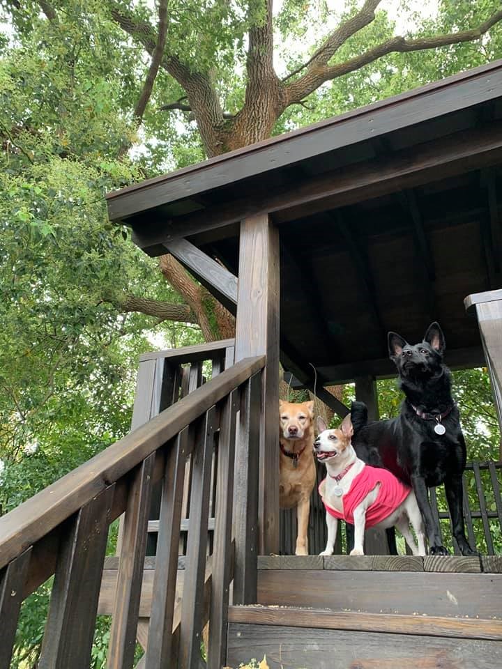 華邇街幼兒園3犬合影(白-珍珠、黑-小美、黃-丁丁)。 圖:新北市動保處提供 華邇街幼兒園3犬合影(白-珍珠、黑-小美、黃-丁丁)。 圖:新北市動保處提供