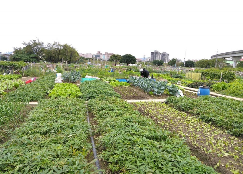 樂活農園將於1月25日開始接受報名登記,2月24日下午於高灘地工程管理處2樓陽光會議室辦理公開抽籤。 圖:新北市水利局高灘地工程管理處提供 樂活農園將於1月25日開始接受報名登記,2月24日下午於高灘地工程管理處2樓陽光會議室辦理公開抽籤。 圖:新北市水利局高灘地工程管理處提供
