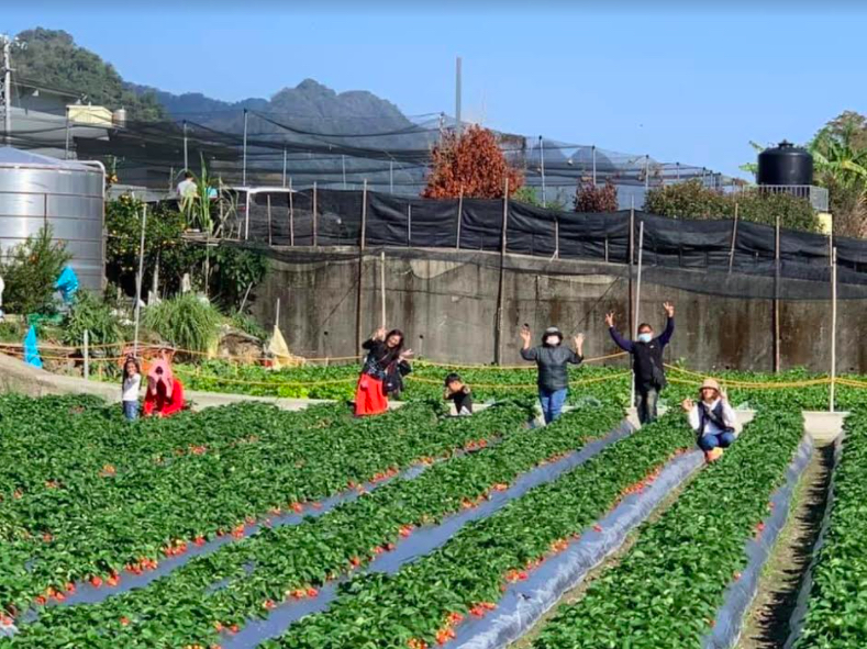 苗栗縣大湖鄉種植草莓面積約450公頃。 圖:農糧署/提供 苗栗縣大湖鄉種植草莓面積約450公頃。 圖:農糧署/提供