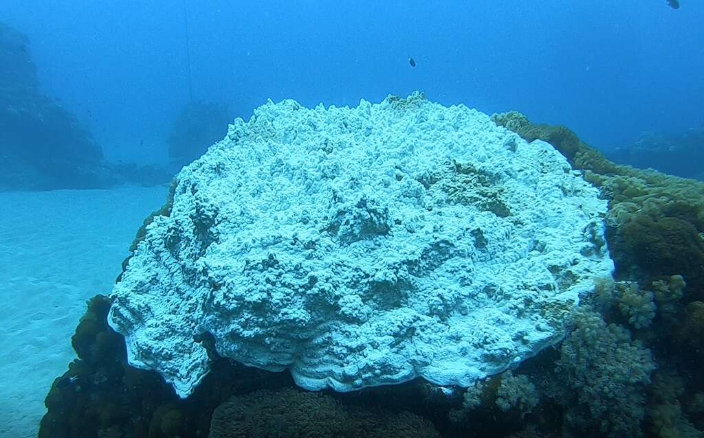 小丑島軟珊瑚白化。 圖:取自東管處 小丑島軟珊瑚白化。 圖:取自東管處