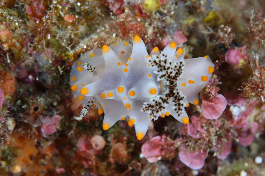 卡爾森盤海蛞蝓。 圖:取自東管處 卡爾森盤海蛞蝓。 圖:取自東管處