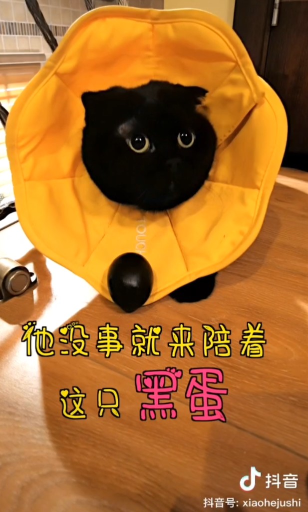 黑喵千歲歲。 圖:翻攝抖音/黑喵千歲歲 黑喵千歲歲。 圖:翻攝抖音/黑喵千歲歲