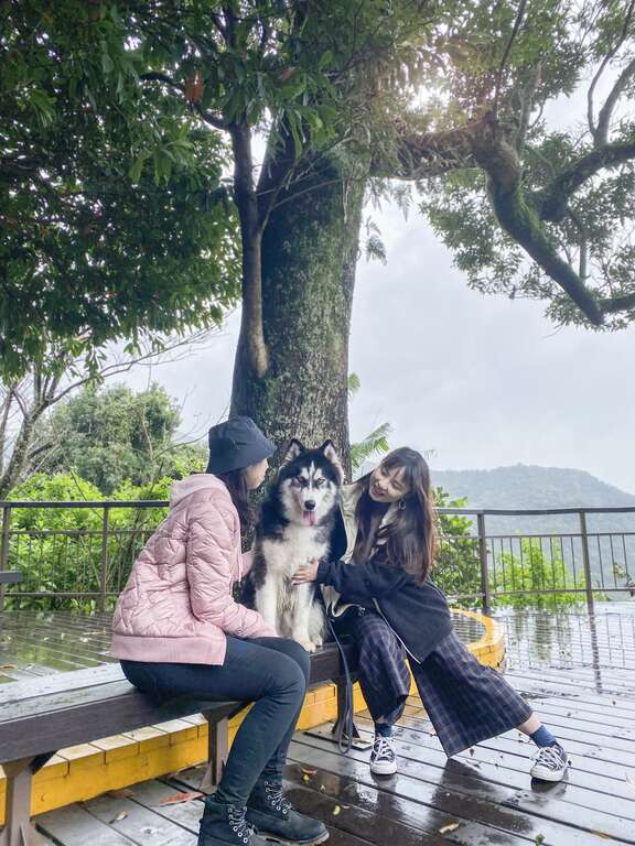 遊客在夫妻樹下休憩嬉戲。 圖:取自台北旅遊網 遊客在夫妻樹下休憩嬉戲。 圖:取自台北旅遊網