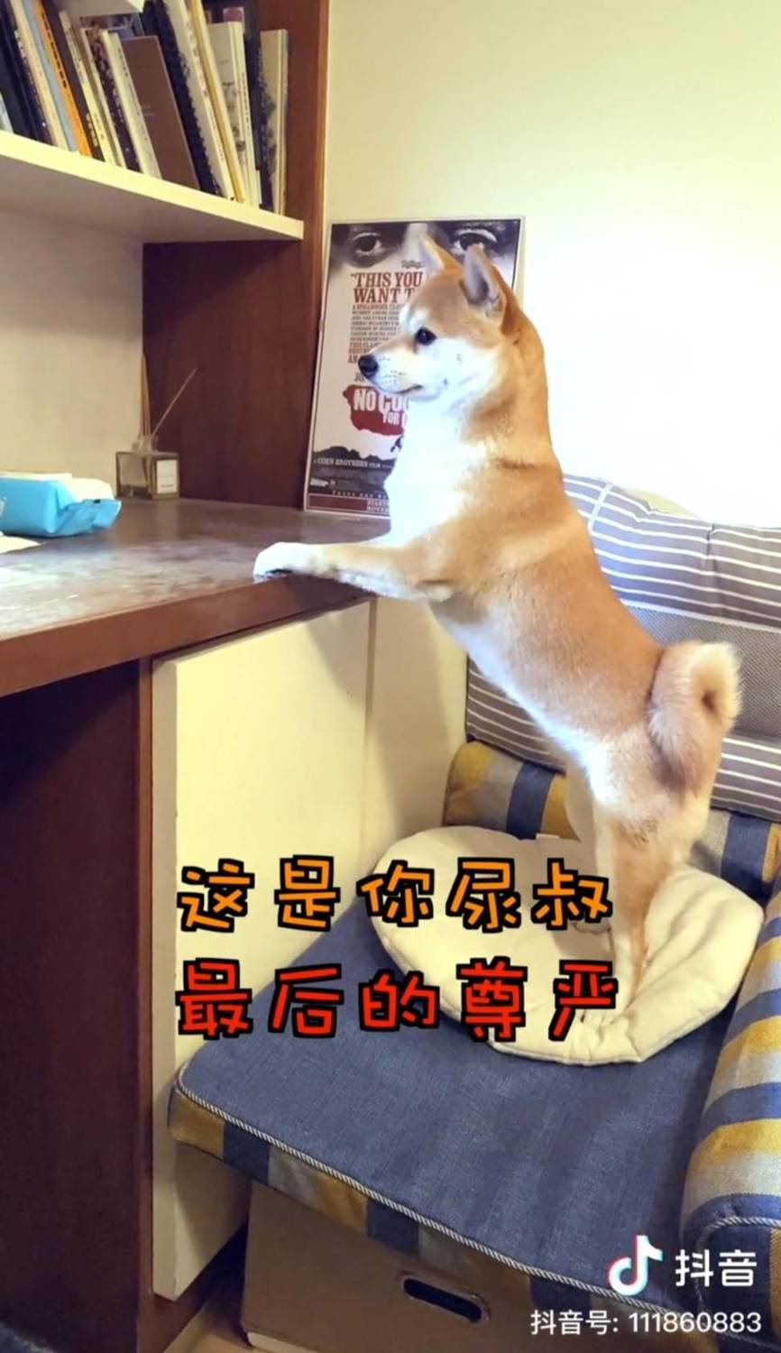 尿尿被小奔欺負。 圖:翻攝抖音/尿尿是隻貓 尿尿被小奔欺負。 圖:翻攝抖音/尿尿是隻貓