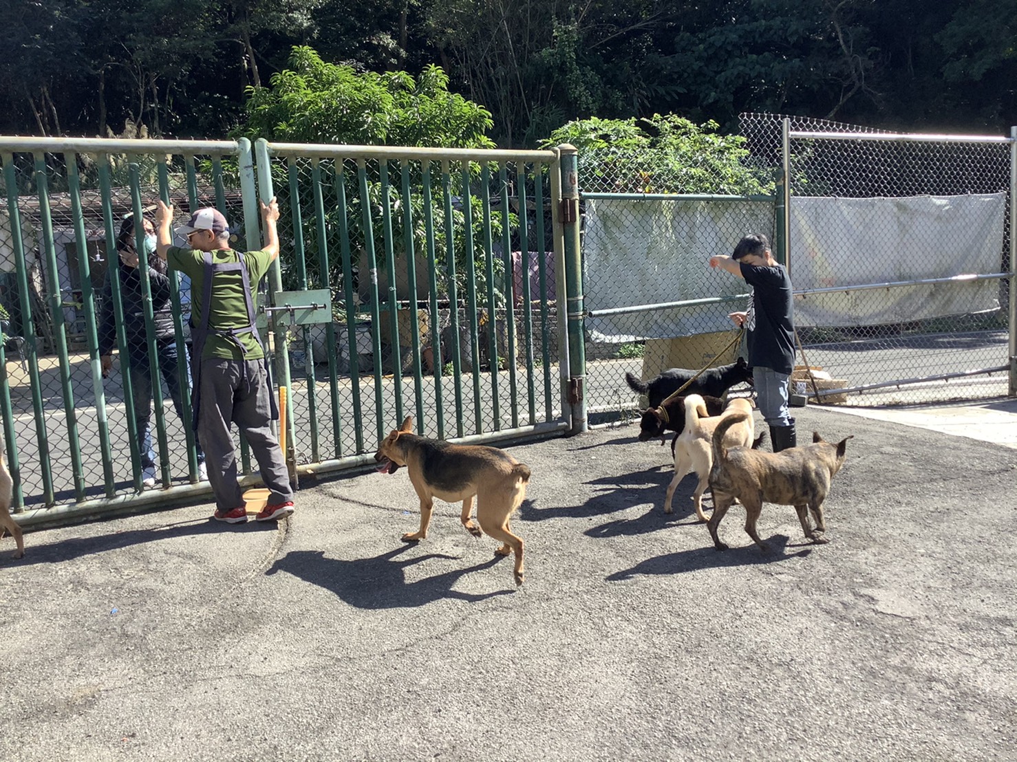 在安全防護的運動場進行互動與牽繩訓練。 圖:新北市動保處提供 在安全防護的運動場進行互動與牽繩訓練。 圖:新北市動保處提供
