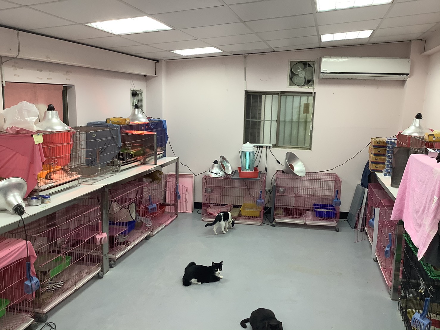 貓貓團體親近與互動訓練貓咪屋。 圖:新北市動保處提供 貓貓團體親近與互動訓練貓咪屋。 圖:新北市動保處提供