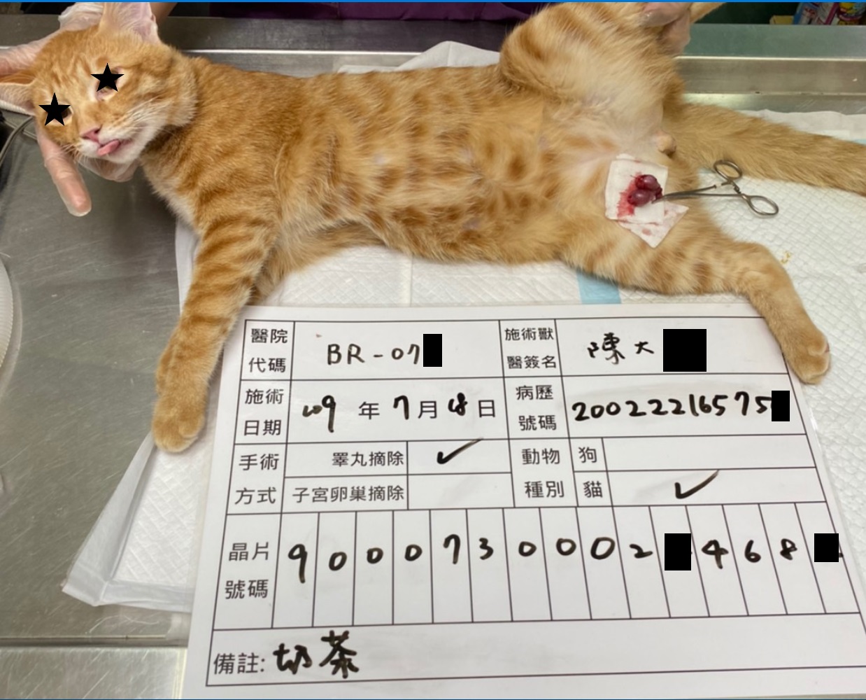 新北市動保處宣布今年自即日起,民眾仍可到市府簽約動物醫院辦理絕育手術,並持寵物認證卡申請。 圖:新北市動保處提供 新北市動保處宣布今年自即日起,民眾仍可到市府簽約動物醫院辦理絕育手術,並持寵物認證卡申請。 圖:新北市動保處提供
