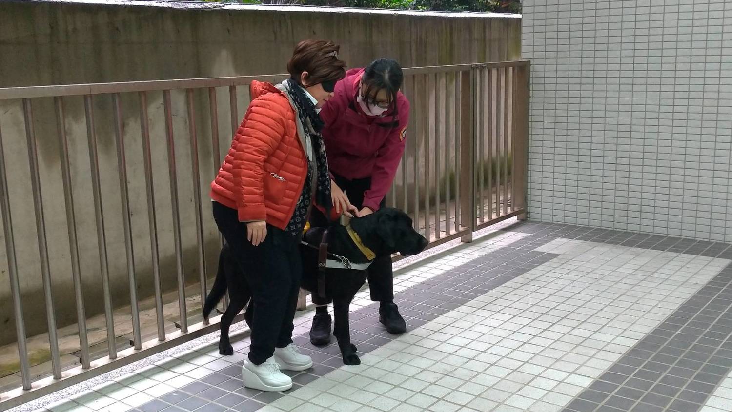 張育美讓導盲犬牽引。 圖:陳佩君/攝 張育美讓導盲犬牽引。 圖:陳佩君/攝