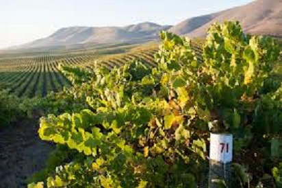 聖瑪麗亞谷盛產葡萄,因此也有許多釀酒廠及酒館。 圖 : 翻攝自fredswan.wine 聖瑪麗亞谷盛產葡萄,因此也有許多釀酒廠及酒館。 圖 : 翻攝自fredswan.wine