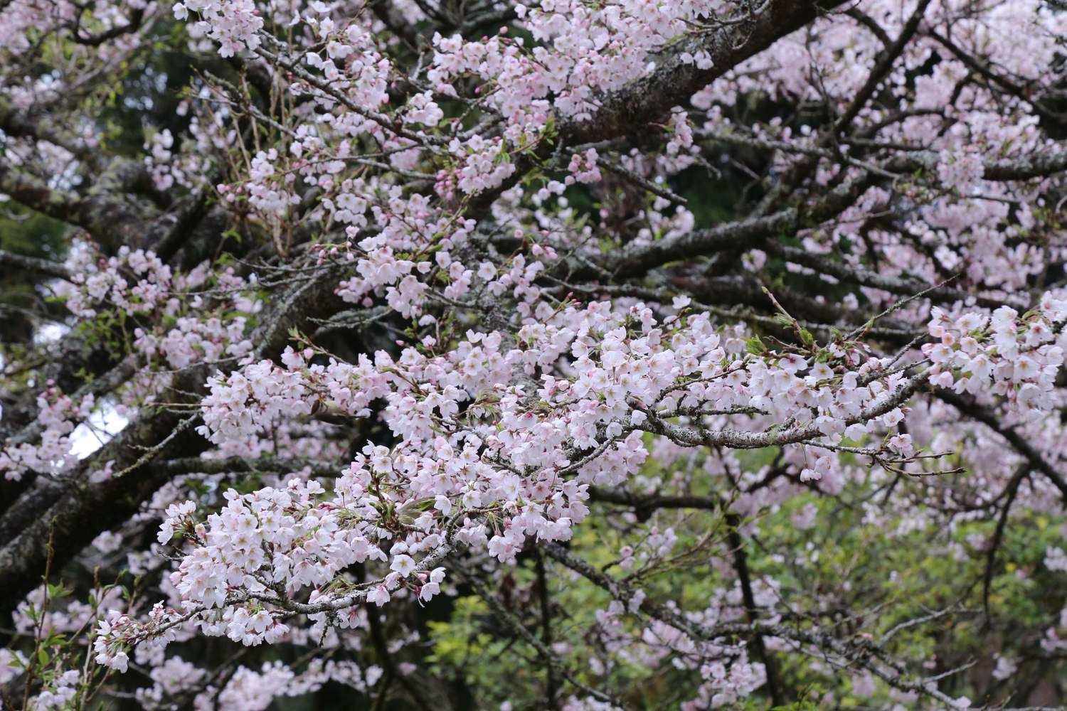 阿里山櫻花遠近馳名,不過今年因為疫情阿里山國家公園入園將有人數限制。 圖:嘉義縣政府/提供 阿里山櫻花遠近馳名,不過今年因為疫情阿里山國家公園入園將有人數限制。 圖:嘉義縣政府/提供