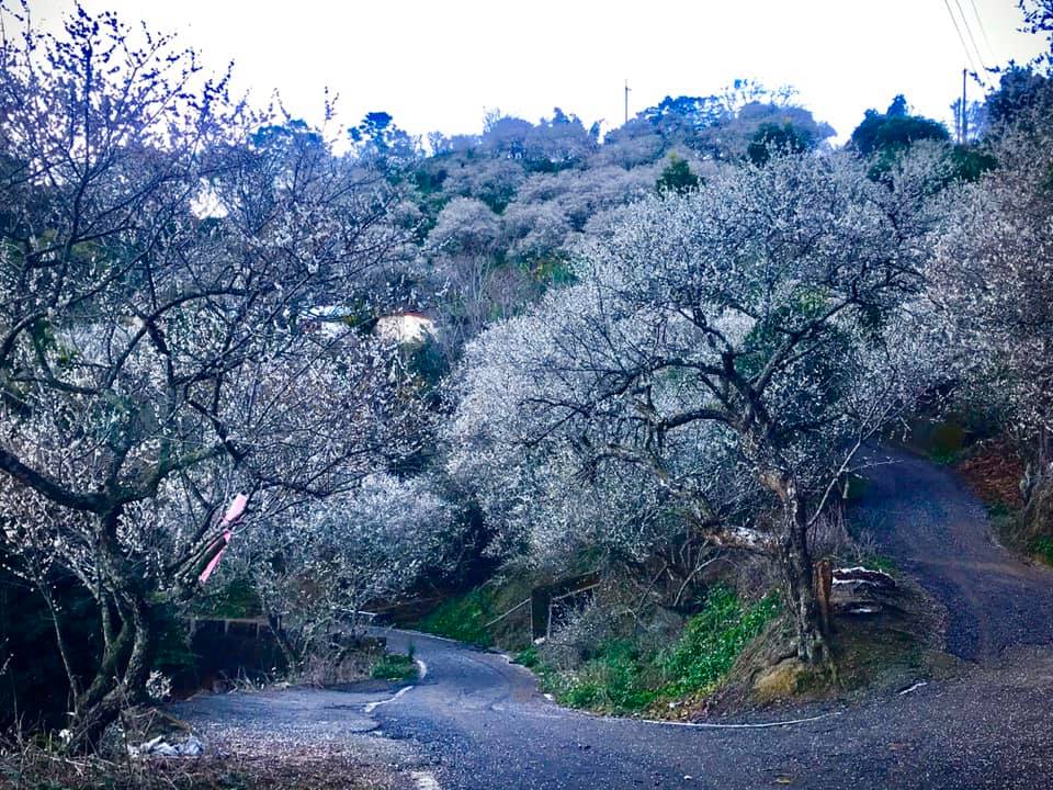 南投的九尖茶廠有一整條賞梅步道,山頭披上雪白的梅花,隨手一拍都相當富有詩意。 圖:翻攝自九尖茶廠臉書 南投的九尖茶廠有一整條賞梅步道,山頭披上雪白的梅花,隨手一拍都相當富有詩意。 圖:翻攝自九尖茶廠臉書