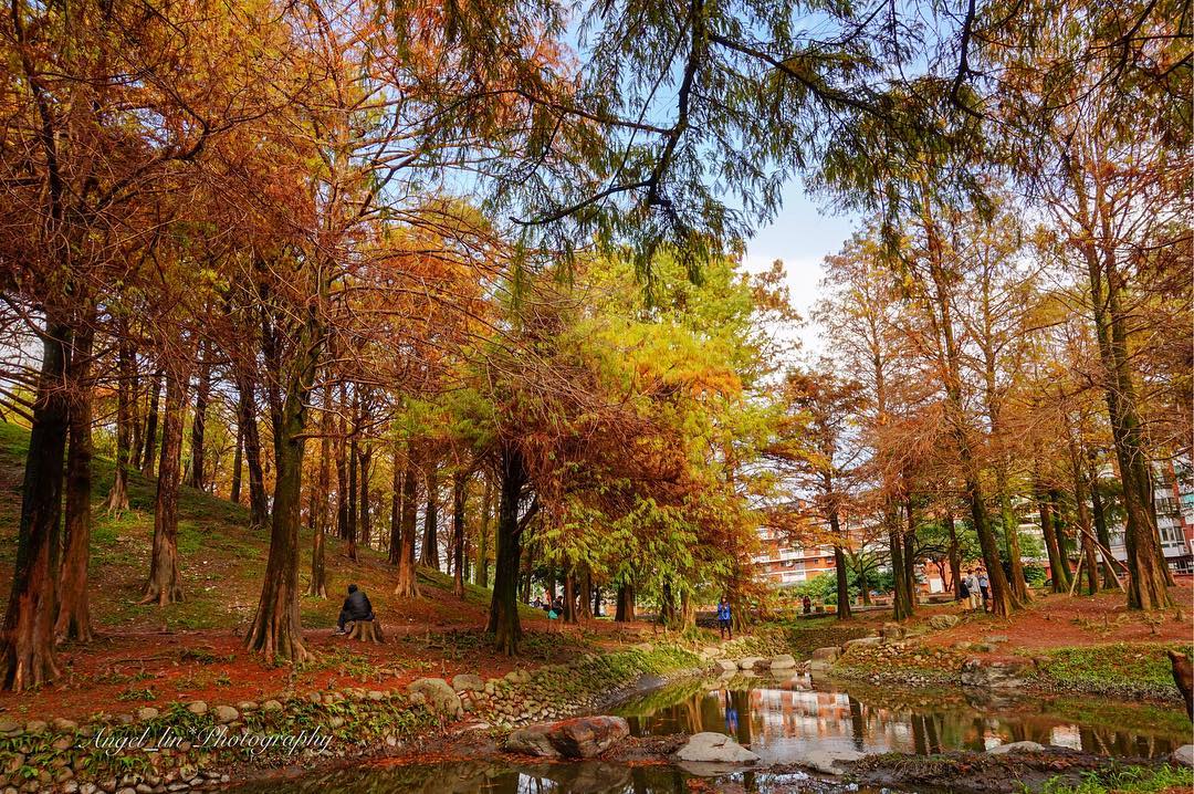 羅東運動公園清澈的水流映出披上紅黃薄紗的落羽松,是秋冬不可錯過的美景(資料照)。 圖:IG@angel_lin222/攝影授權 羅東運動公園清澈的水流映出披上紅黃薄紗的落羽松,是秋冬不可錯過的美景(資料照)。 圖:IG@angel_lin222/攝影授權