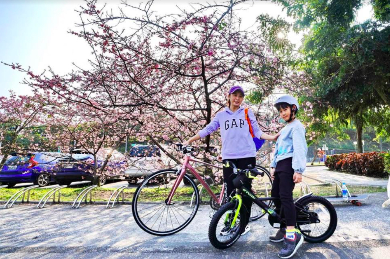 新店陽光運動園區的粉紅焦點是河津櫻,花期約至3月中旬。 圖:新北市高灘處/提供 新店陽光運動園區的粉紅焦點是河津櫻,花期約至3月中旬。 圖:新北市高灘處/提供