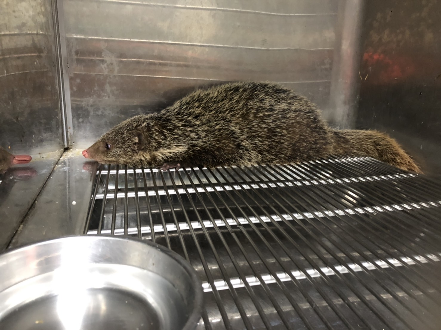 被關住的食蟹獴。 圖:新北市動保處提供 被關住的食蟹獴。 圖:新北市動保處提供