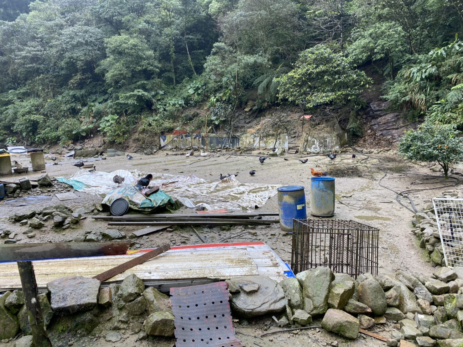 沈姓民眾在農地放養家禽。 圖:新北市動保處提供 沈姓民眾在農地放養家禽。 圖:新北市動保處提供