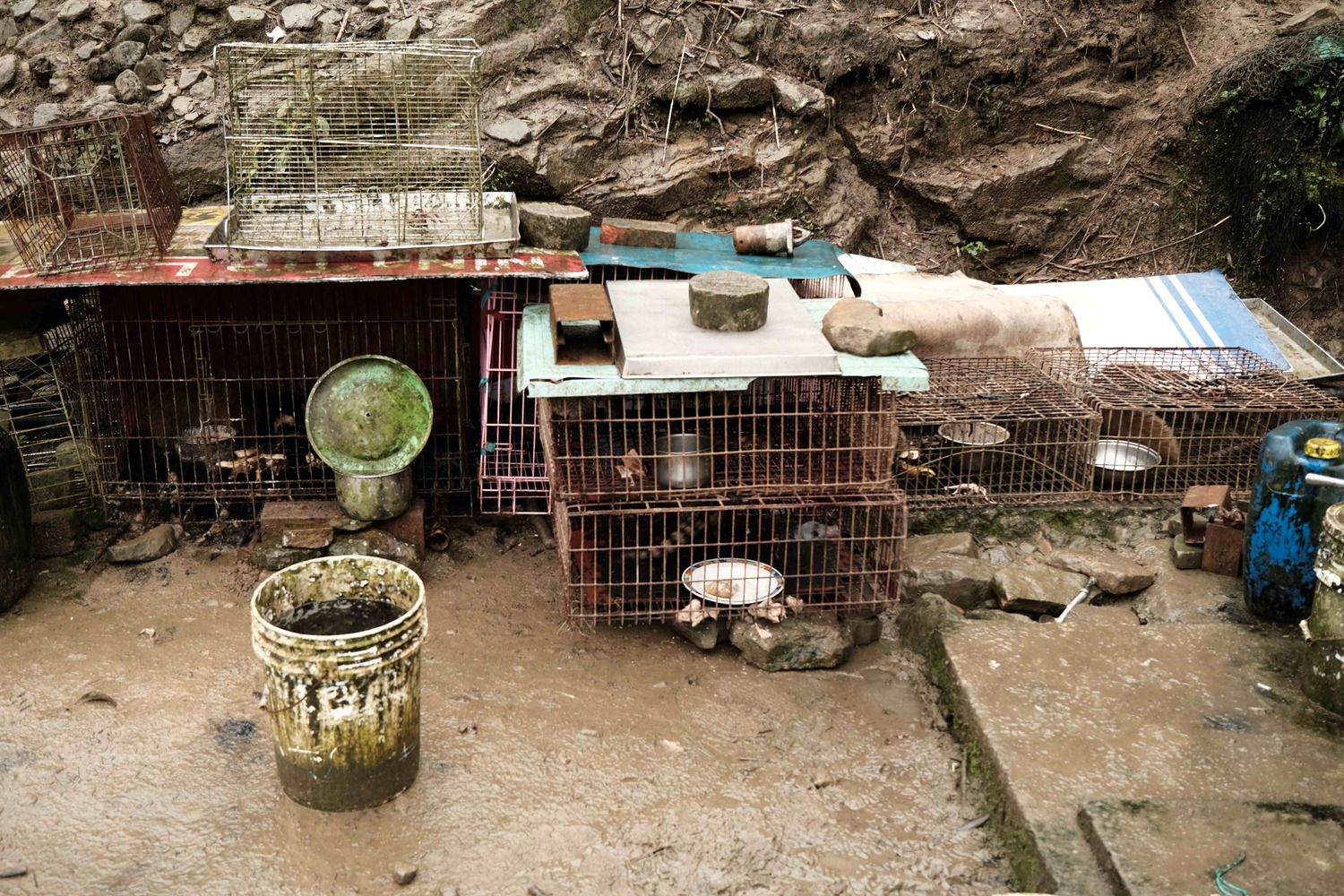 農地上還有多只關動物的鐵籠。 圖:新北市動保處提供 農地上還有多只關動物的鐵籠。 圖:新北市動保處提供