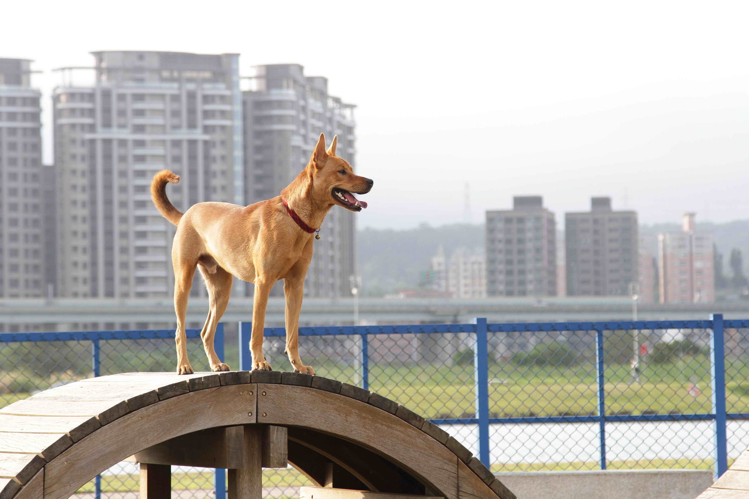新北市寵物公園遊樂設施種類繁多。 圖:新北市動保處提供 新北市寵物公園遊樂設施種類繁多。 圖:新北市動保處提供