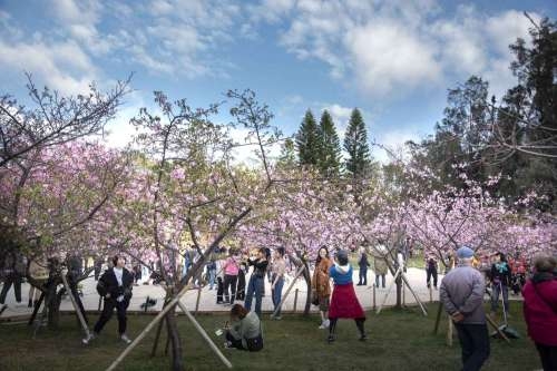 新竹公園有850棵櫻花樹,目前有8成盛開。 圖:新竹市政府/提供 新竹公園有850棵櫻花樹,目前有8成盛開。 圖:新竹市政府/提供