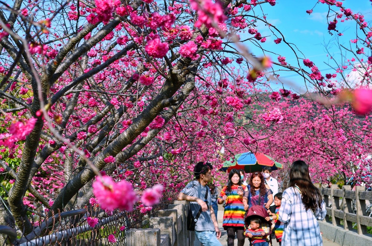 后里泰安派出所目前櫻花盛開。 圖:取自台中市政府全球資訊網 后里泰安派出所目前櫻花盛開。 圖:取自台中市政府全球資訊網