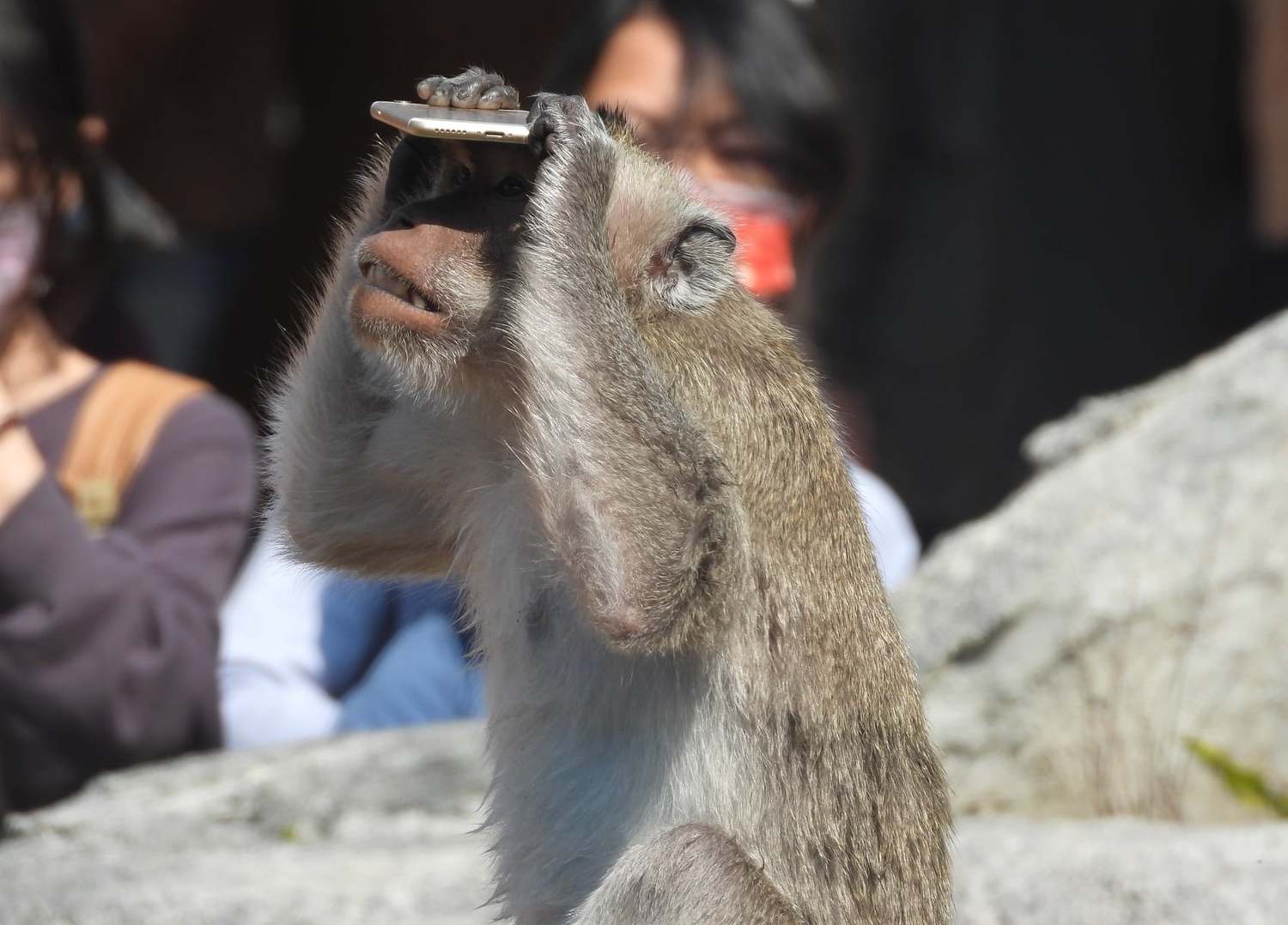 新竹市立動物園裡一隻馬來猴,21日被民眾發現手上正把玩著一支手機,好奇研究、像是在「滑手機」的可愛模樣紛紛被拍下。 圖:翻攝自爆廢公社公開版臉書社團 新竹市立動物園裡一隻馬來猴,21日被民眾發現手上正把玩著一支手機,好奇研究、像是在「滑手機」的可愛模樣紛紛被拍下。 圖:翻攝自爆廢公社公開版臉書社團