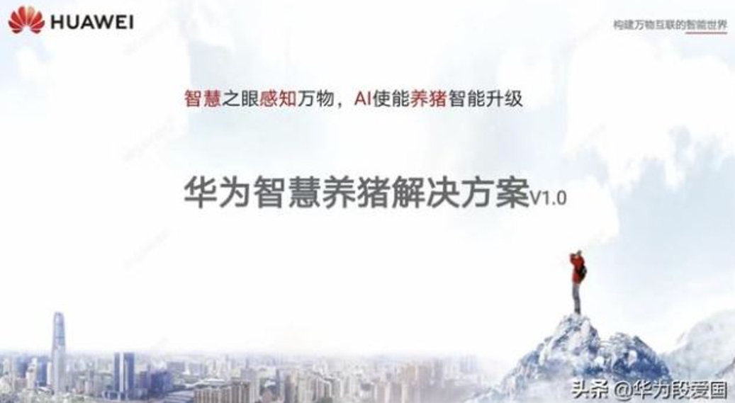 中國華為將生產自救的「南泥灣計畫」,開發出「智慧養豬方案」。 圖 : 翻攝自頭條號 中國華為將生產自救的「南泥灣計畫」,開發出「智慧養豬方案」。 圖 : 翻攝自頭條號