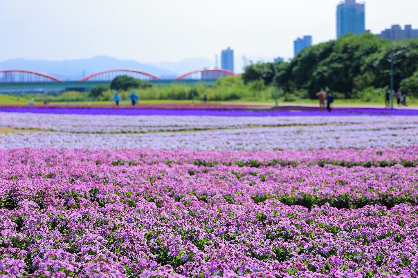 香堇菜滿開,一串紫、羽葉薰衣草也隨著天氣回暖而盛開。 圖:取自台北市政府全球資訊網 香堇菜滿開,一串紫、羽葉薰衣草也隨著天氣回暖而盛開。 圖:取自台北市政府全球資訊網