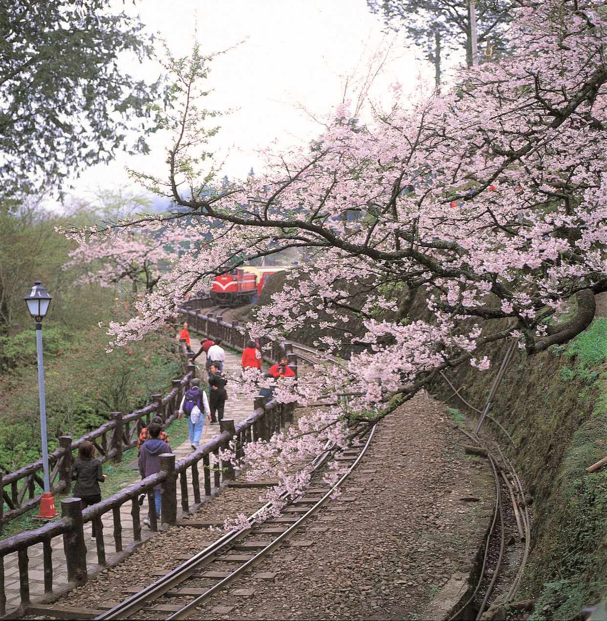 228三天連續假期,嘉義縣政府推3天2夜6大遊程,圖為阿里山鐵道櫻花。 圖:嘉義縣政府/提供 228三天連續假期,嘉義縣政府推3天2夜6大遊程,圖為阿里山鐵道櫻花。 圖:嘉義縣政府/提供