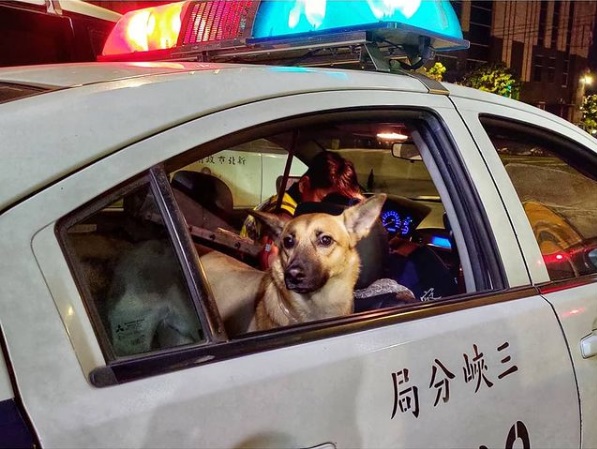 「平安」坐在警車後座。 圖:翻攝Instagram粉絲頁「ping_an1210 」 「平安」坐在警車後座。 圖:翻攝Instagram粉絲頁「ping_an1210 」