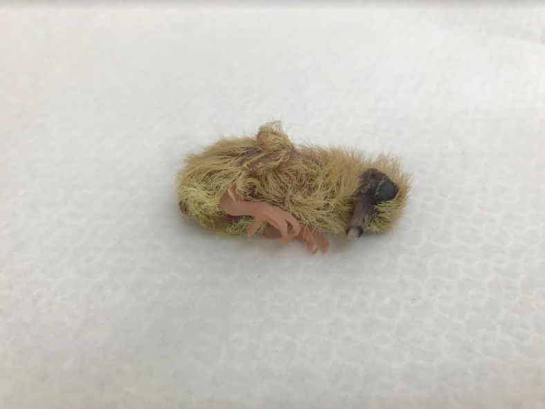 幼鳥在鳥爸媽的照顧下,更有機會在野外生存。 圖:動保處/提供 幼鳥在鳥爸媽的照顧下,更有機會在野外生存。 圖:動保處/提供