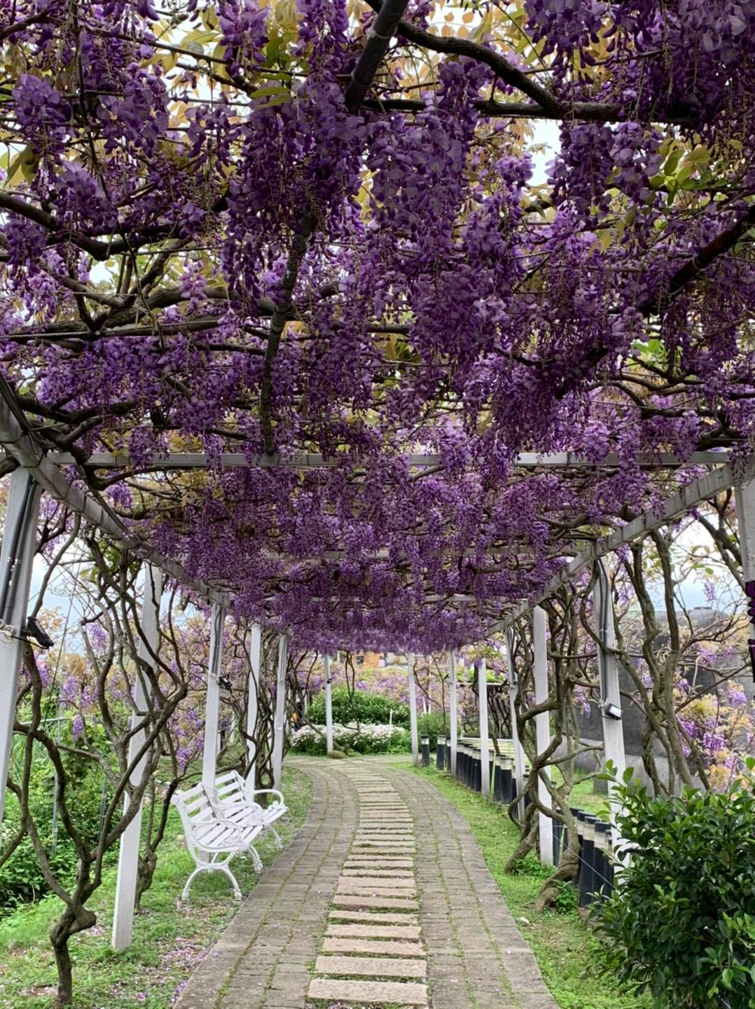 紫藤咖啡園為全台最大的紫藤花園。 圖:取自紫藤咖啡園 (二店)(水源園區)臉書 紫藤咖啡園為全台最大的紫藤花園。 圖:取自紫藤咖啡園 (二店)(水源園區)臉書
