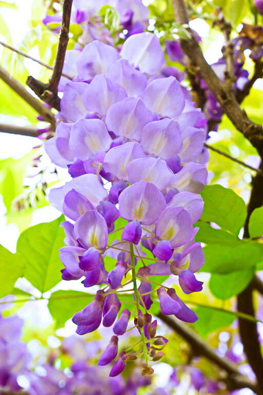紫藤花花期於3月底到4月初開花。 圖:取自台北旅遊網 紫藤花花期於3月底到4月初開花。 圖:取自台北旅遊網
