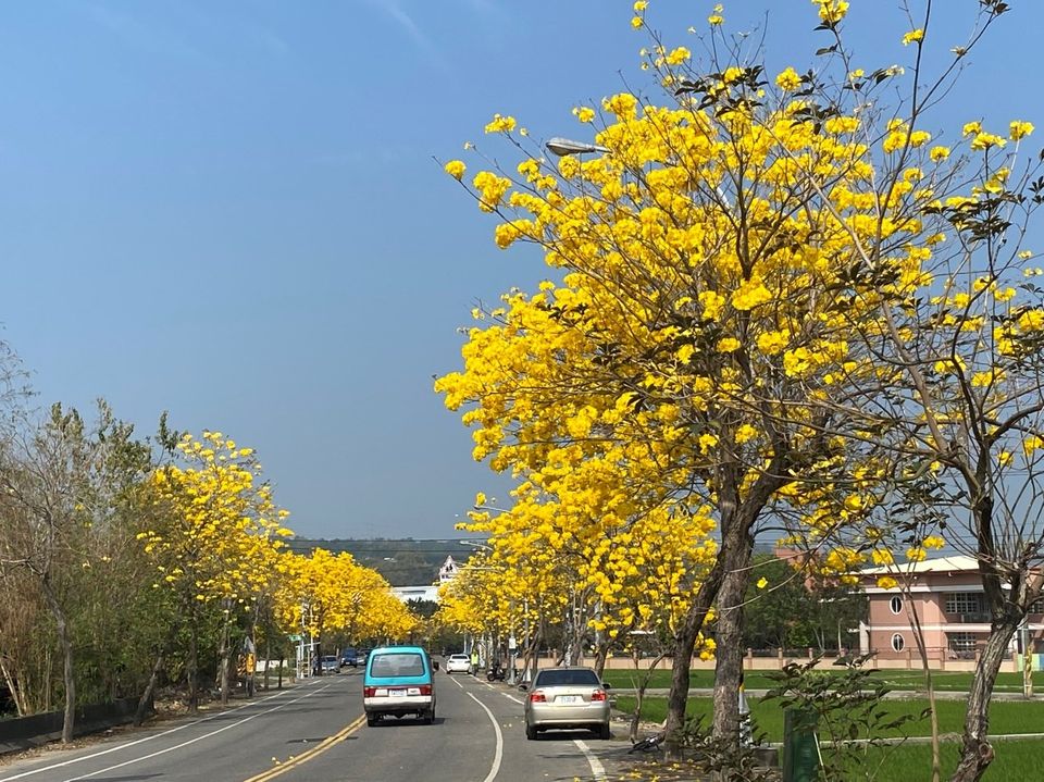 彰化芬園彰南路黃花風鈴木已經已開至六七成。(圖為去年花況) 圖:取自交通部臉書 彰化芬園彰南路黃花風鈴木已經已開至六七成。(圖為去年花況) 圖:取自交通部臉書