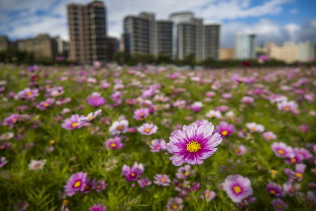美堤河濱公園花海唯美盛開。 圖:取自台北旅遊網 美堤河濱公園花海唯美盛開。 圖:取自台北旅遊網