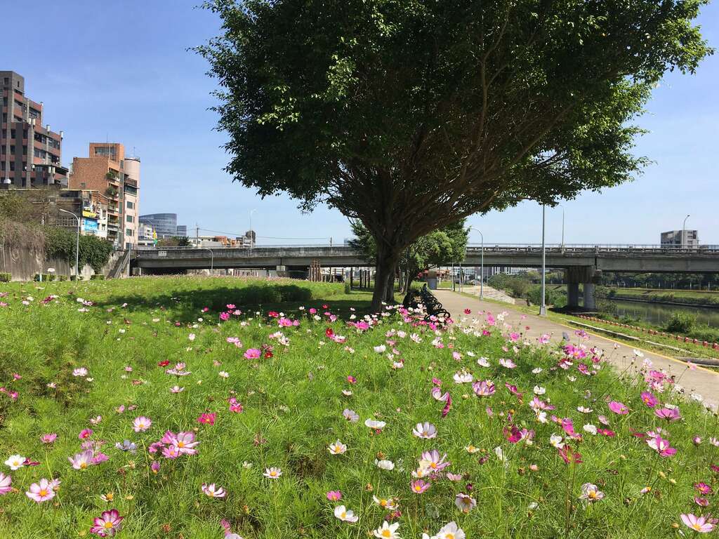 成美右岸河濱公園大波斯花海位於內湖成美右岸河濱公園成美橋下方。 圖:取自台北旅遊網 成美右岸河濱公園大波斯花海位於內湖成美右岸河濱公園成美橋下方。 圖:取自台北旅遊網