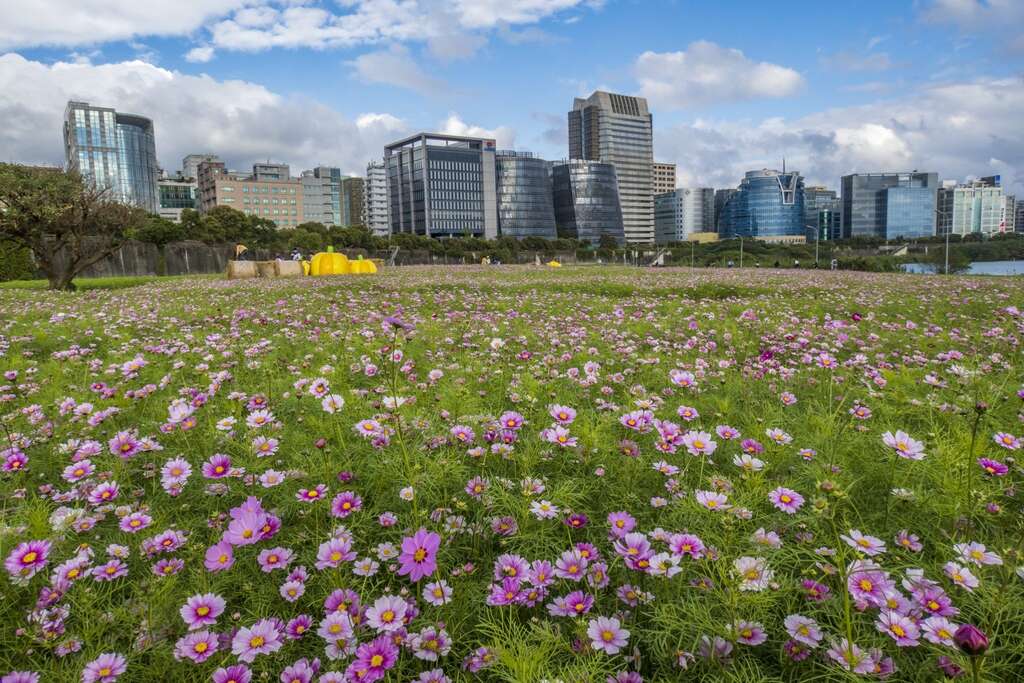 美堤河濱公園花海 花期至三月下旬。 圖:取自台北旅遊網 美堤河濱公園花海 花期至三月下旬。 圖:取自台北旅遊網