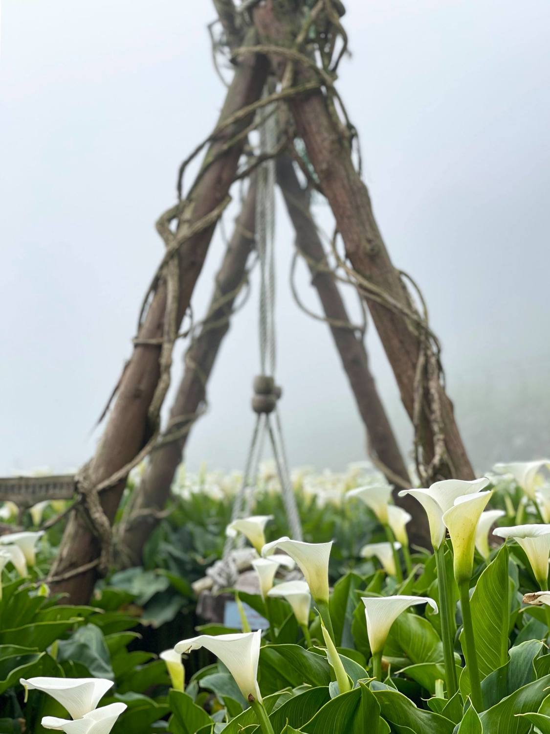 竹子湖海芋季3月26日登場,目前已經盛開。 圖:取自海芋季、繡球花季臉書 竹子湖海芋季3月26日登場,目前已經盛開。 圖:取自海芋季、繡球花季臉書