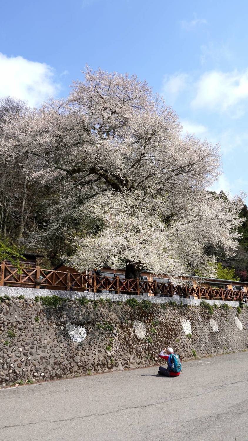 今年在寒流影響下,開花時間稍晚約1周。 圖:取自觀霧國家森林遊樂區粉專 今年在寒流影響下,開花時間稍晚約1周。 圖:取自觀霧國家森林遊樂區粉專