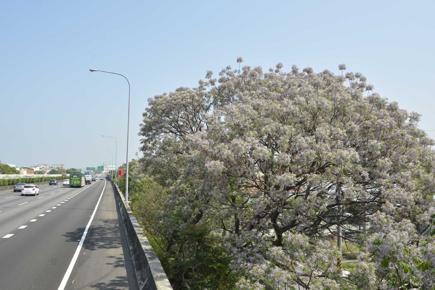 國道1號后里路段苦楝。 圖:高公局/提供 國道1號后里路段苦楝。 圖:高公局/提供