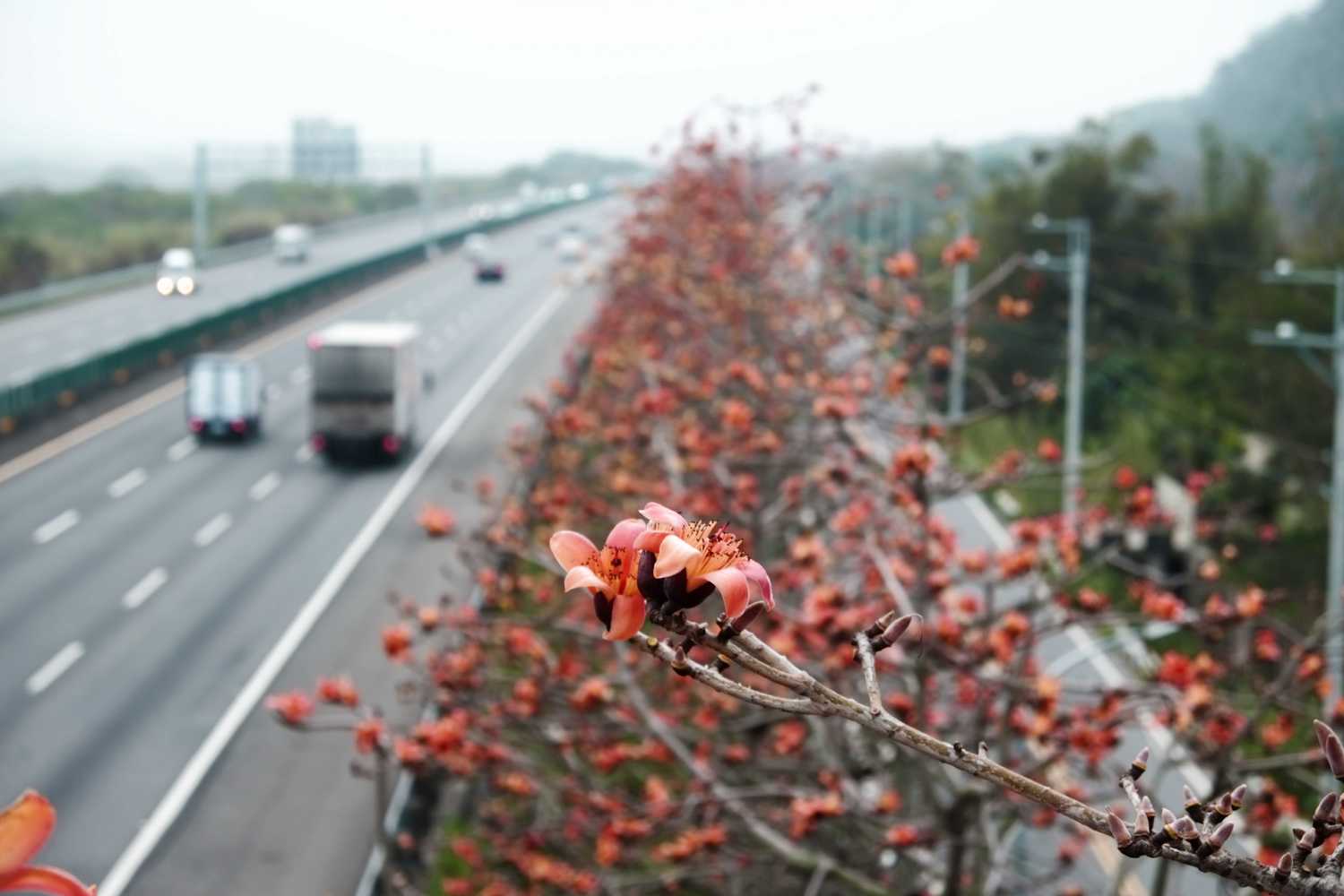國道4號木棉花。 圖:高公局/提供 國道4號木棉花。 圖:高公局/提供