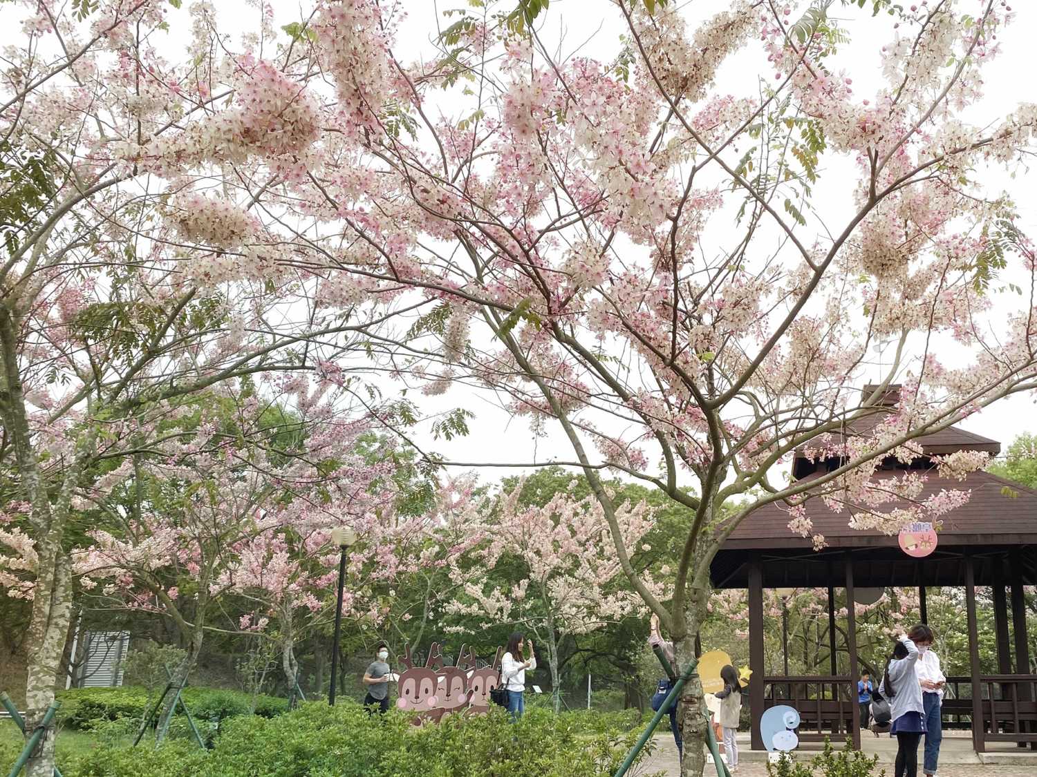 古坑服務區花旗木。 圖:高公局/提供 古坑服務區花旗木。 圖:高公局/提供