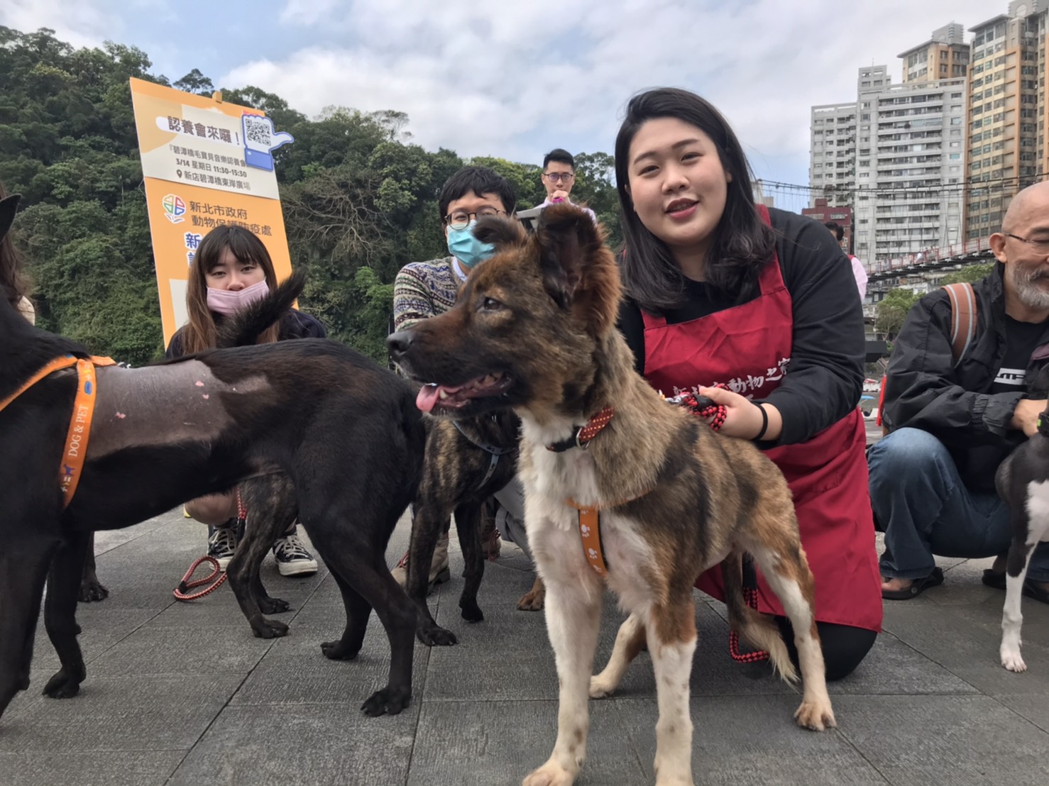 動保處特別挑選親人犬隻,讓民眾可以體驗牽狗互動。 圖:新北市動保處提供 動保處特別挑選親人犬隻,讓民眾可以體驗牽狗互動。 圖:新北市動保處提供