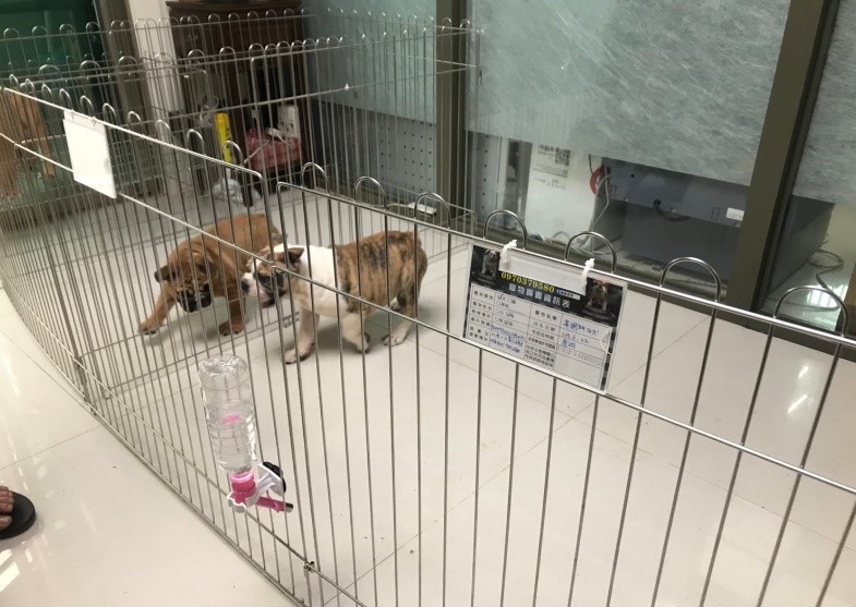 購買犬貓時觀察犬隻活動力是否正常。 圖:新北市動保處提供 購買犬貓時觀察犬隻活動力是否正常。 圖:新北市動保處提供