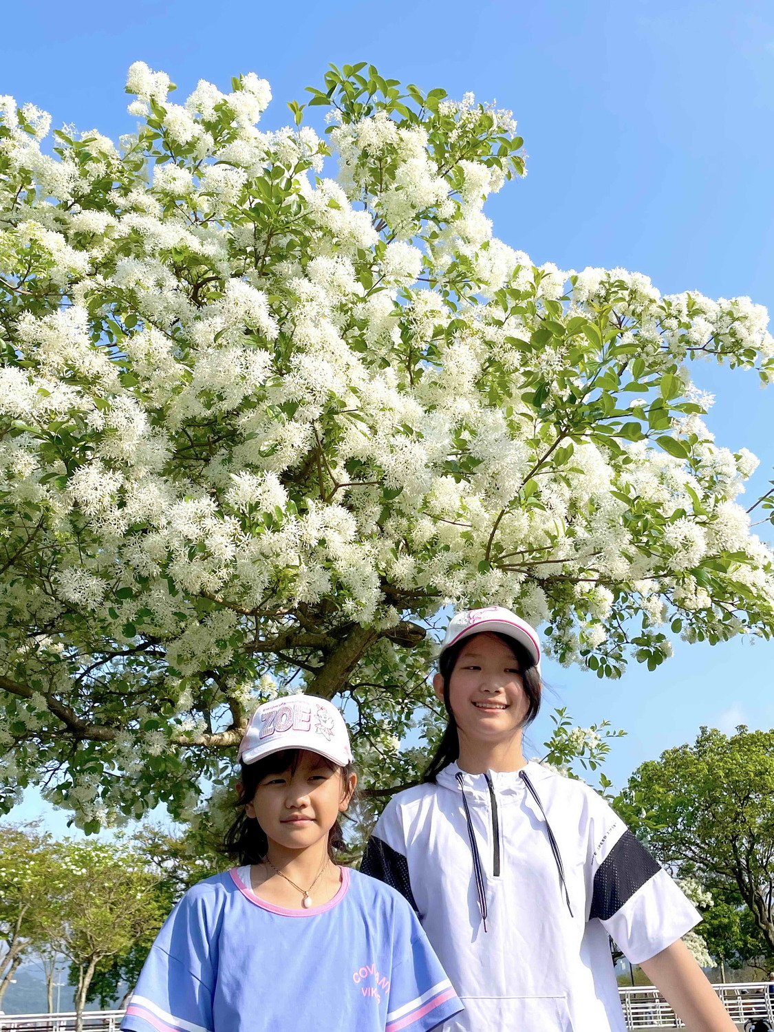 靠近兒童遊戲區旁草地上的這些流蘇樹,一棵棵陸續開滿白花,非常漂亮。 圖:新北市水利局高灘地工程管理處提供 靠近兒童遊戲區旁草地上的這些流蘇樹,一棵棵陸續開滿白花,非常漂亮。 圖:新北市水利局高灘地工程管理處提供
